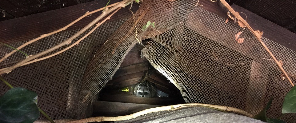 Raccoon peeking out from attic entry gap found during inspection