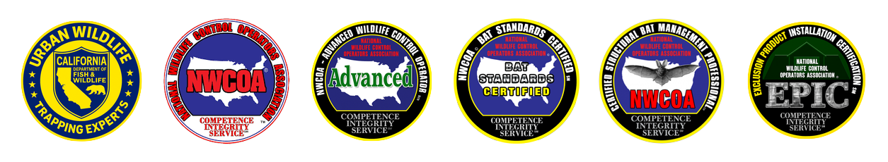 Urban Wildlife Trapping Experts certifications and bat control credentials