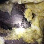 Raccoons Under House or Crawlspace Los Angeles CA